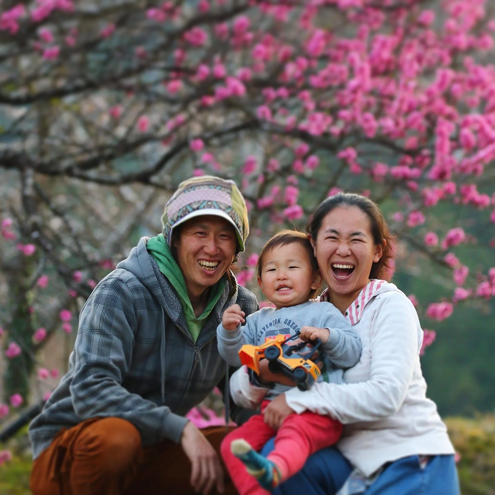 Koucha Japan black tea - SHO CHA - Green tea from Japan